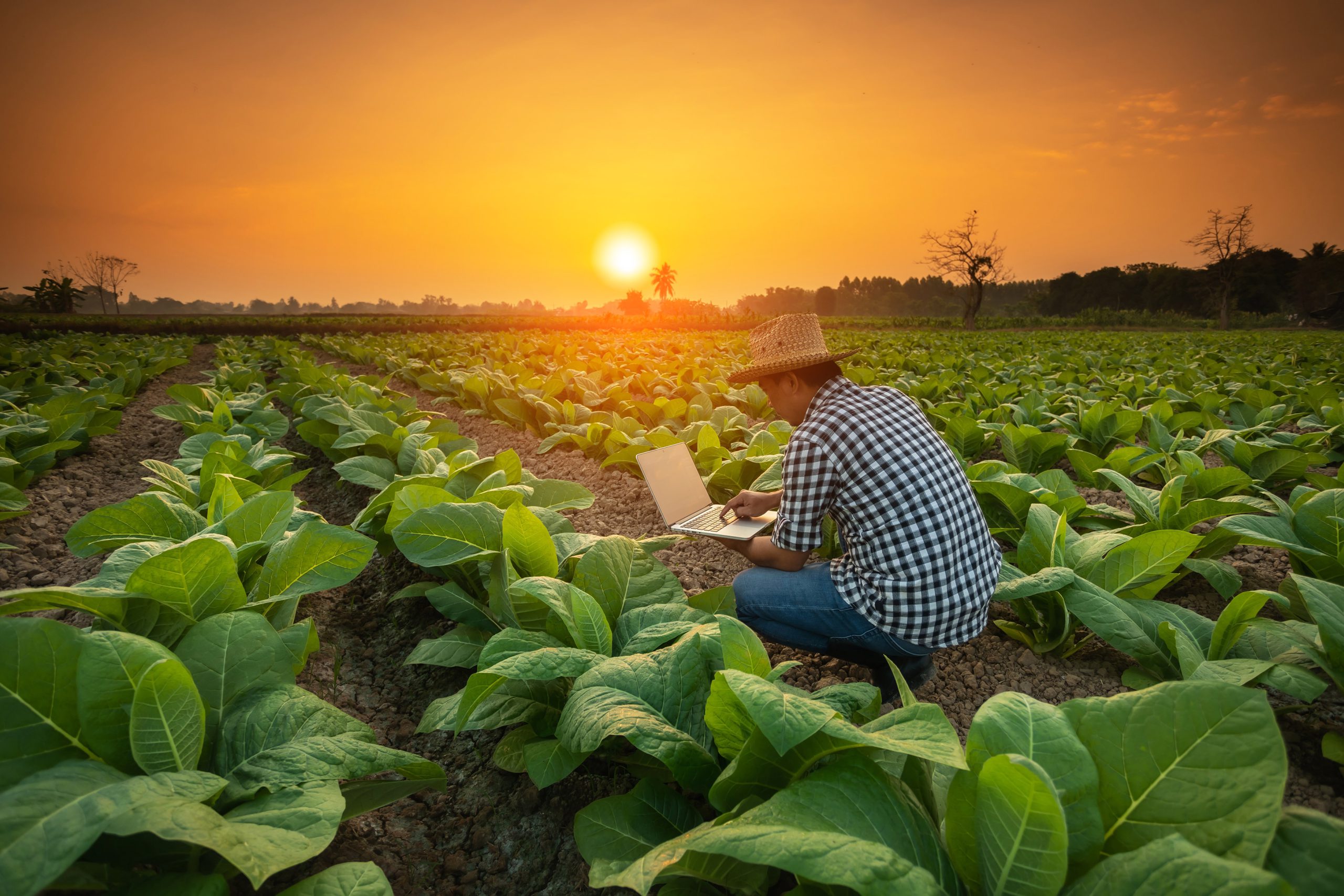 A farmer analyzing crop data on a laptop in a lush green field at sunset, symbolizing innovation and sustainability in agriculture.